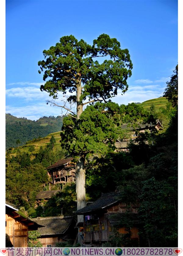雷公山格头秃杉王.jpg