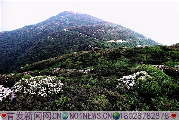 雷公山花开时节.JPG