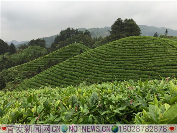 雷山有机茶场.JPG